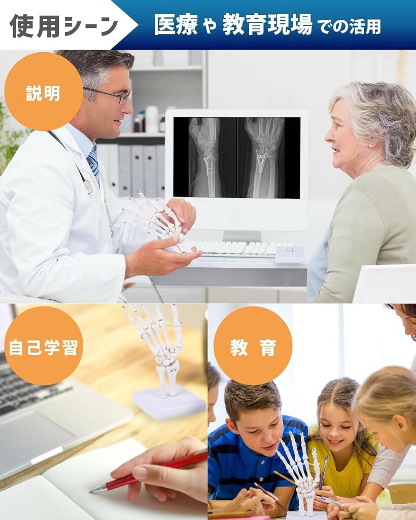 ワイヤー連結である程度の可動と固定ができる手関節模型 人体模型 骨模型 PT監修 骨格標本 支柱から取り外し可 右手 等身大 3