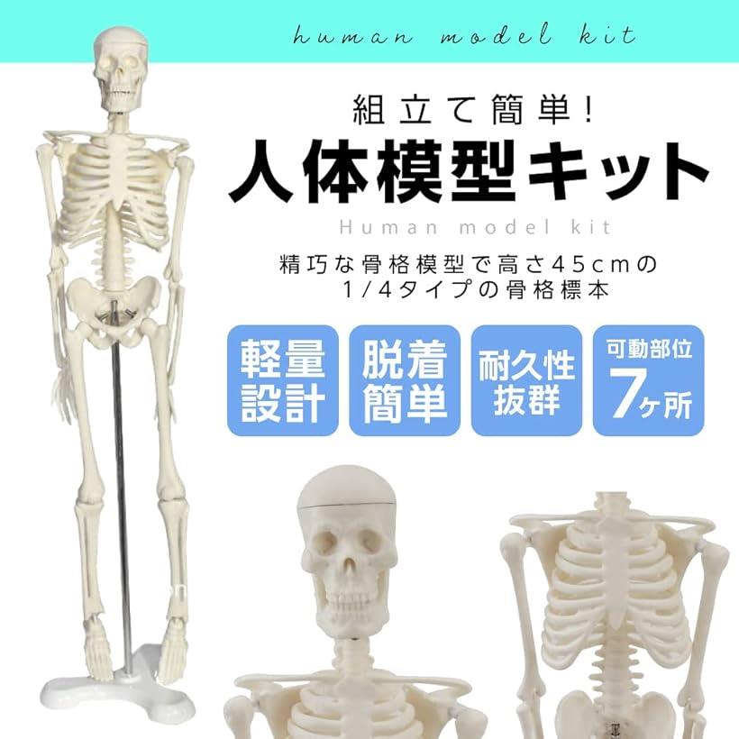 人体模型 骨格模型 45cm 1/4モデル 人...の紹介画像2