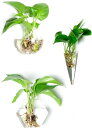 ガラス 花瓶 3個 フック セット 壁掛け ミニ 一輪挿し おしゃれ 多肉植物 エアプランツ アンティーク 雑貨 サボテン インテリア クリスタル ガーデニング...