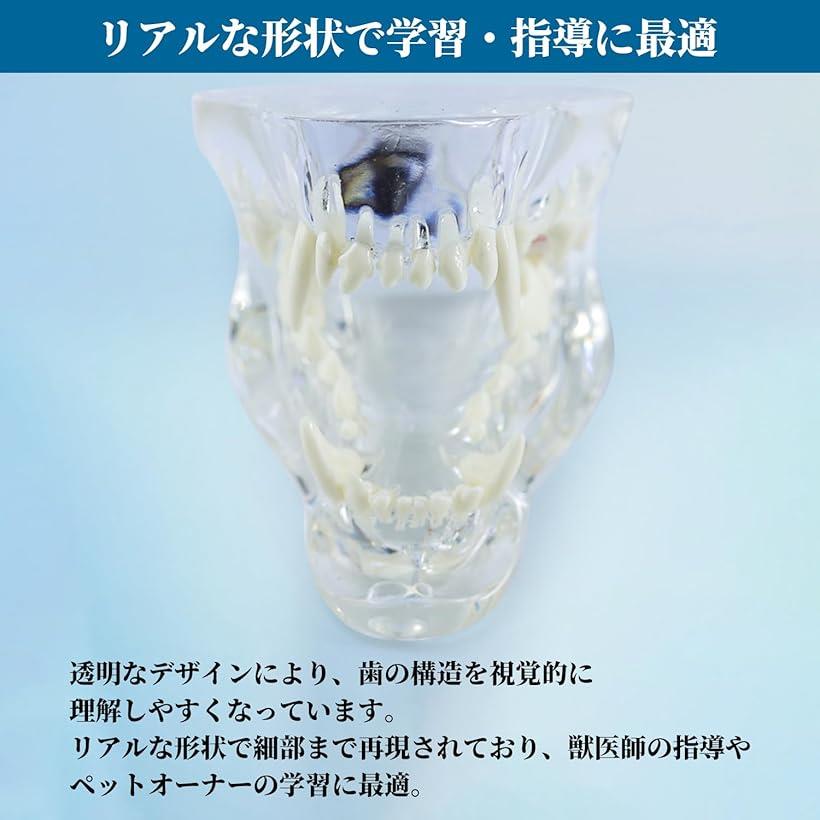 【楽天ランキング1位入賞】プロ仕様 歯の模型 透明 ペット 口腔ケア 練習 動物病院 獣医 歯科 トリマー 獣医学 手術 指導用 猫
