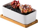 植木鉢 陶器 サボテン プランター容器 多肉植物用 陶器鉢 小型植物 排水穴 受け皿付き 通気性 園芸 インテリア 卓上 長方形