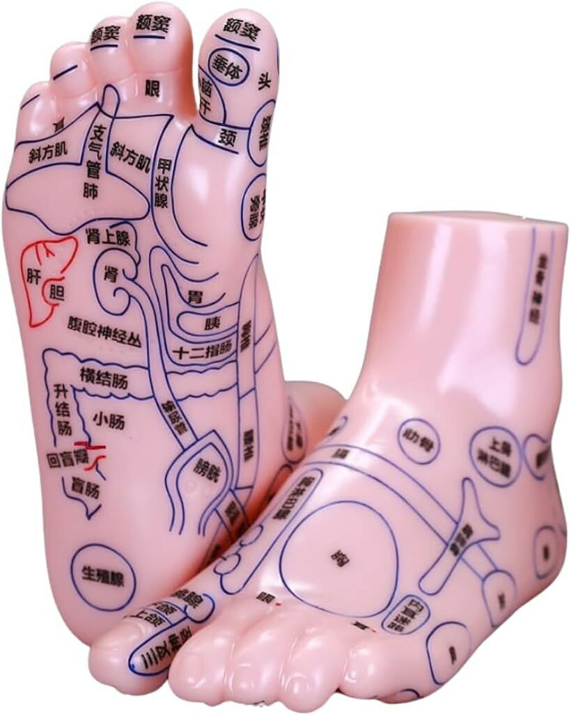 足ツボ模型 立体 練習 左右セット 図解 マネキン 15cm