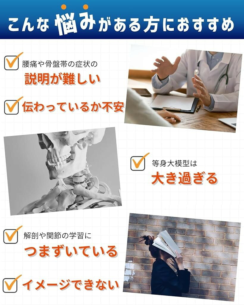 エムラインストアの1/2サイズ 高精度 グニャと背骨を動かせる ミニ脊柱模型 約45cm 人体模型 骨模型 骨格標本 骨盤 台座付き｜アングル3