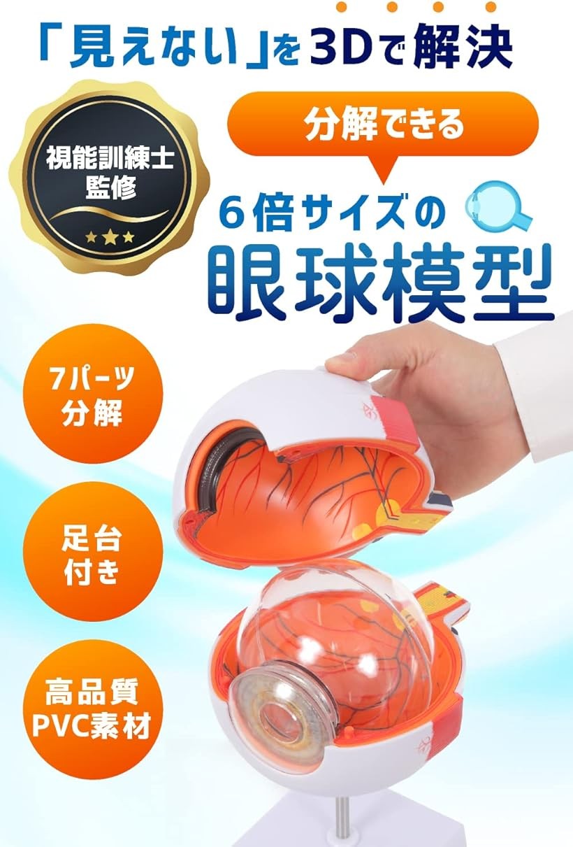 エムラインストアの開けて分解できる 6倍サイズ眼球模型 人体模型 人体解剖 立体モデル 3Dモデル｜アングル2