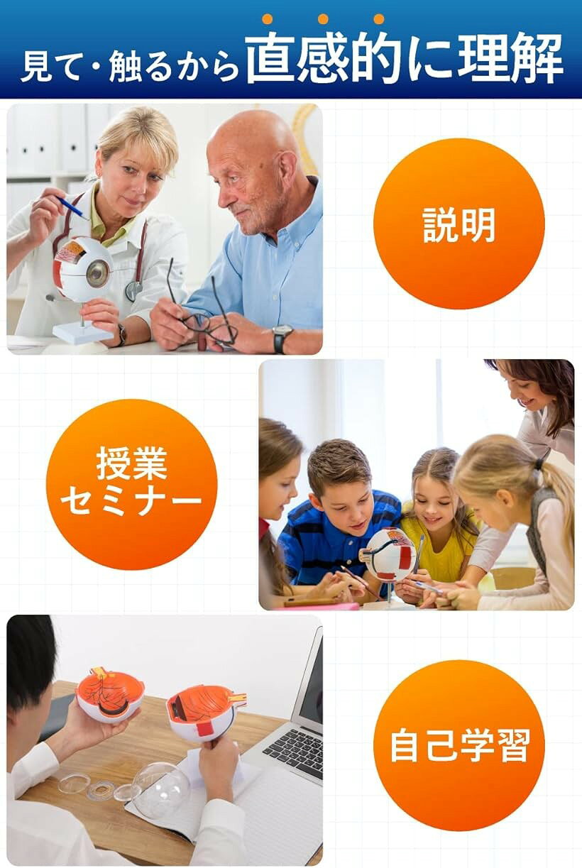 エムラインストアの開けて分解できる 6倍サイズ眼球模型 人体模型 人体解剖 立体モデル 3Dモデル｜アングル3