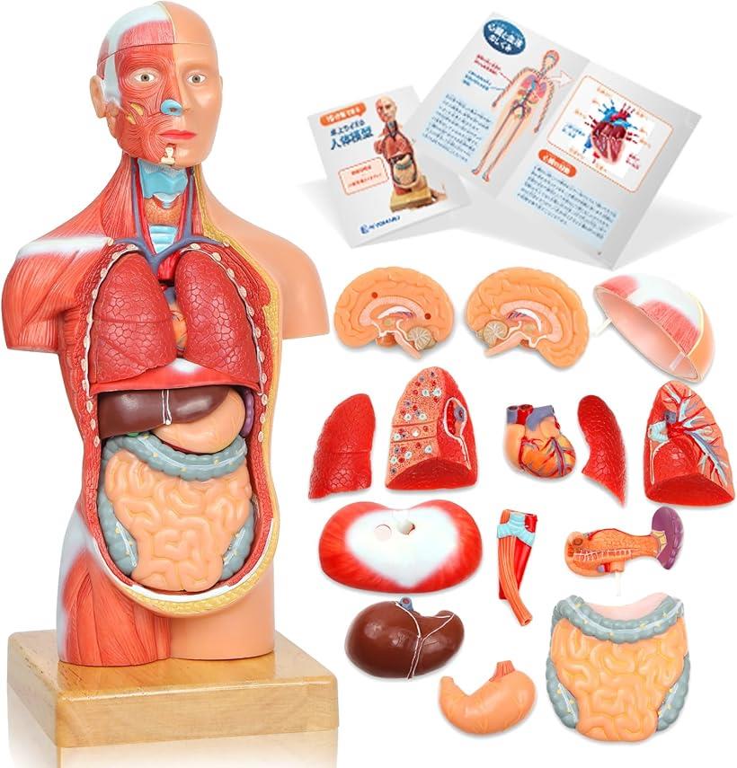 【楽天ランキング1位入賞】ソフトな質感で15分解できる卓上サイズの人体解剖模型 人体模型 おもちゃ 理学療法士監修 補助マグネット付き 日本語簡易ガイドブック