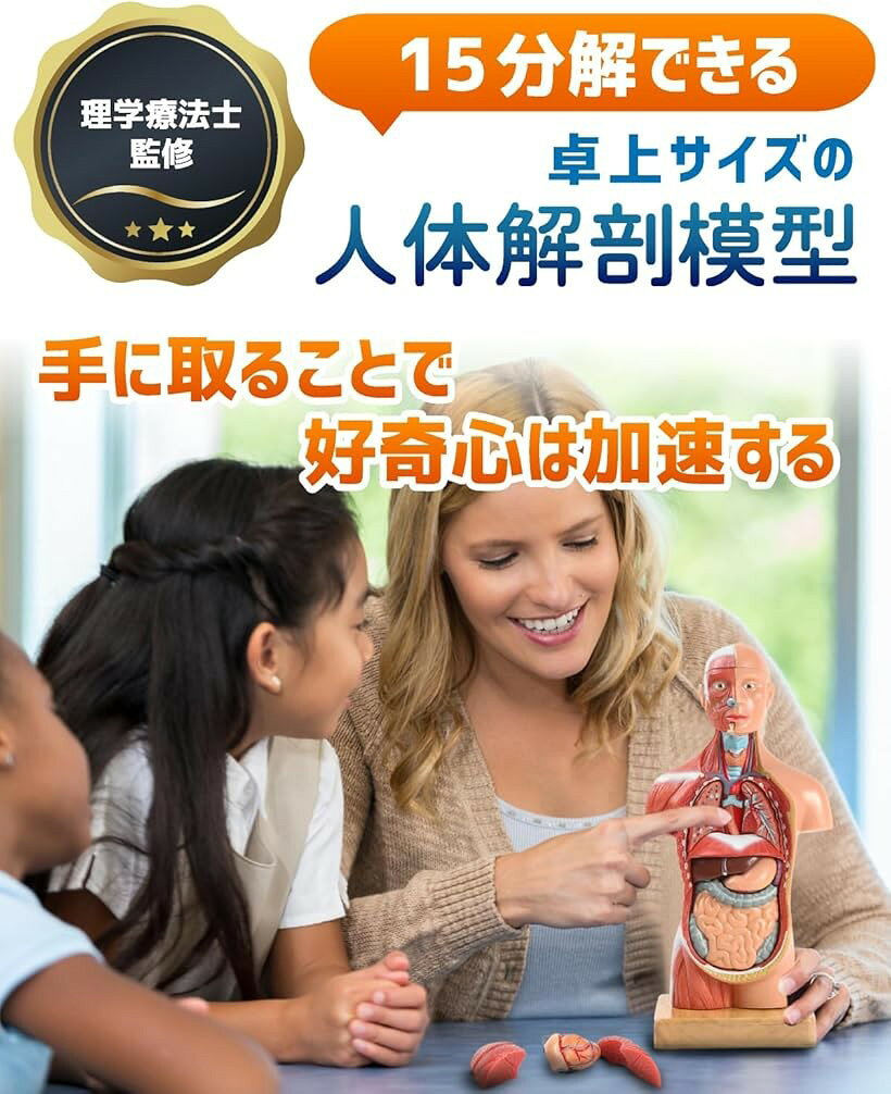 エムラインストアの【楽天ランキング1位入賞】ソフトな質感で15分解できる卓上サイズの人体解剖模型 人体模型 おもちゃ 理学療法士監修 補助マグネット付き 日本語簡易ガイドブック｜アングル2
