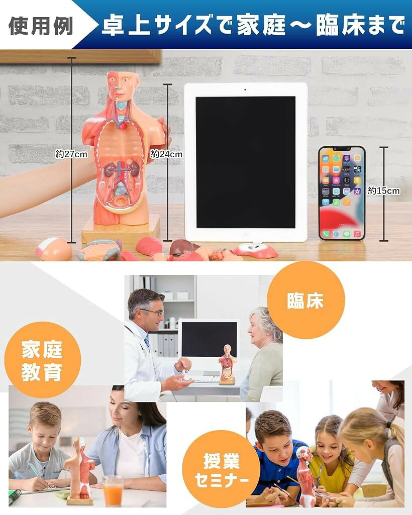エムラインストアの【楽天ランキング1位入賞】ソフトな質感で15分解できる卓上サイズの人体解剖模型 人体模型 おもちゃ 理学療法士監修 補助マグネット付き 日本語簡易ガイドブック｜アングル3