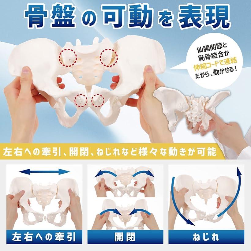 グイッと動かせる骨盤模型 人体模型 骨模型 女...の紹介画像2