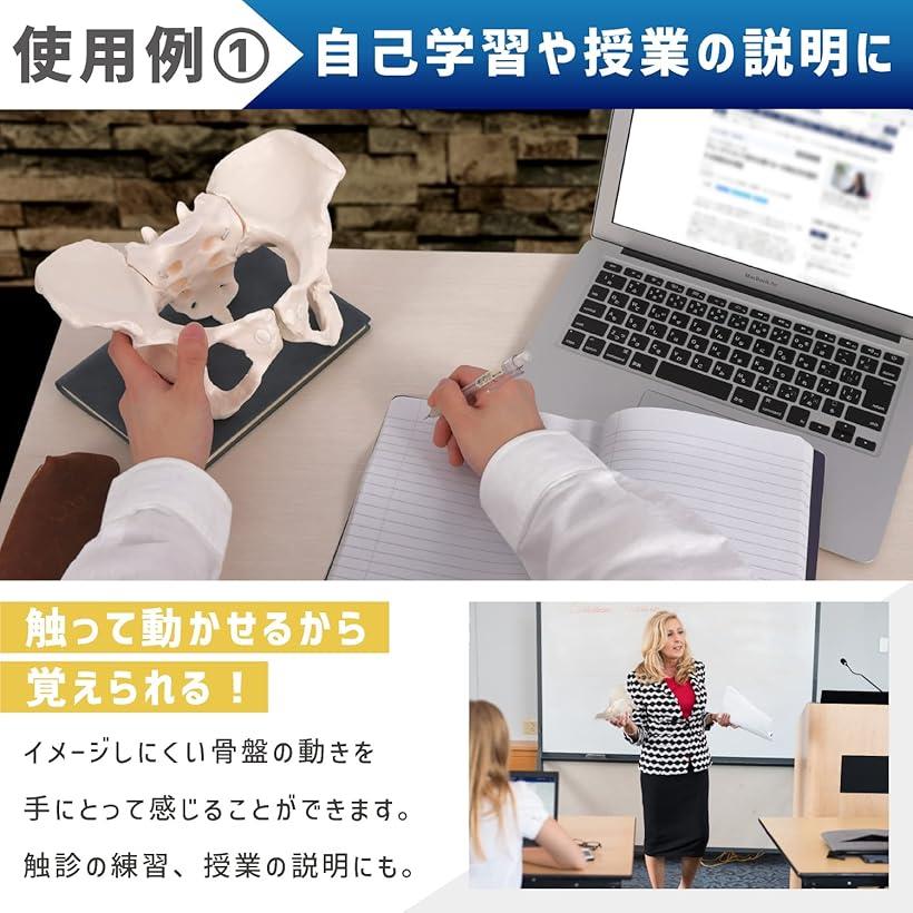 グイッと動かせる骨盤模型 人体模型 骨模型 女...の紹介画像3