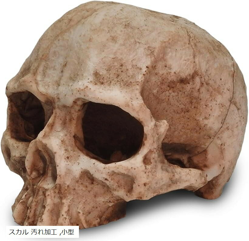 爬虫類 シェルター 隠れ家 小 レオパ テラリウム ドクロ リアル 水槽 オブジェ トカゲ スカル 汚れ加工..