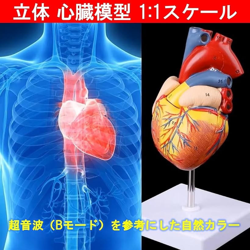 エムラインストアの心臓模型 1:1 実物大 心臓標本 立体 解剖モデル 人体模型 構造 医学教材 医療 教育 実習｜アングル3