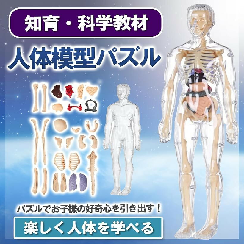MONOSTORE 人体模型 パズル 3D 解...の紹介画像2