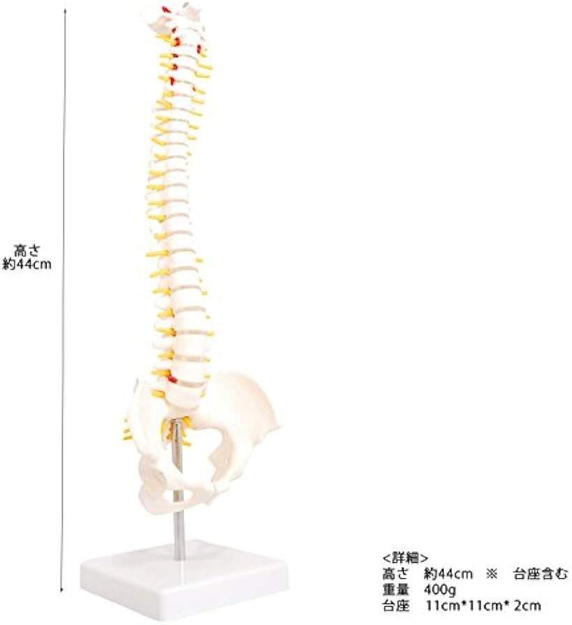 エムラインストアの人体模型 脊椎骨盤模型 脊柱 脊髄 背骨 腰椎 股 関 節 1/2 モデル なし (股 関 節 なし)｜アングル2
