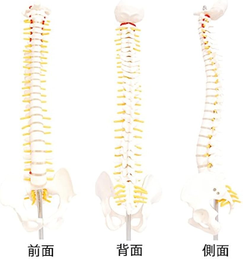 エムラインストアの人体模型 脊椎骨盤模型 脊柱 脊髄 背骨 腰椎 股 関 節 1/2 モデル なし (股 関 節 なし)｜アングル3