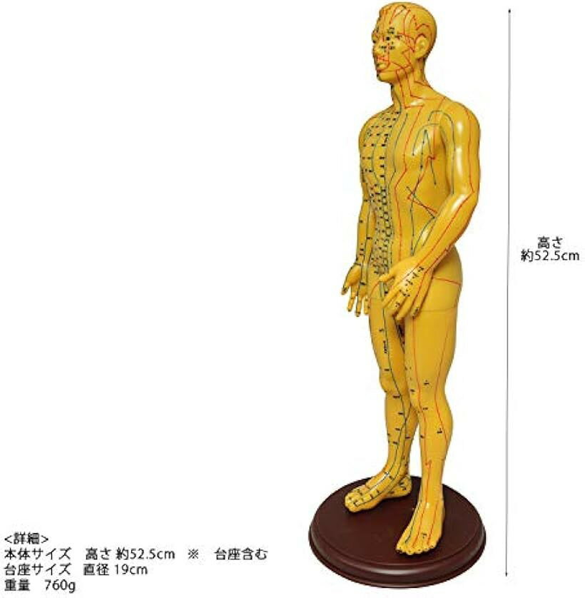 人体模型 ツボ 針灸 鍼灸経穴模型 経絡 モデル 整体 マッサージ 学習用 52.5cm 男性 ソフトビニール タイプ (男性 ソフトビニール タイプ) 2