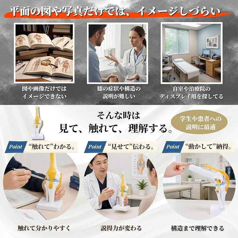 エムラインストアの膝関節模型 ひざ 靭帯 半月板 医療 学習用 モデル 台座 固定｜アングル3