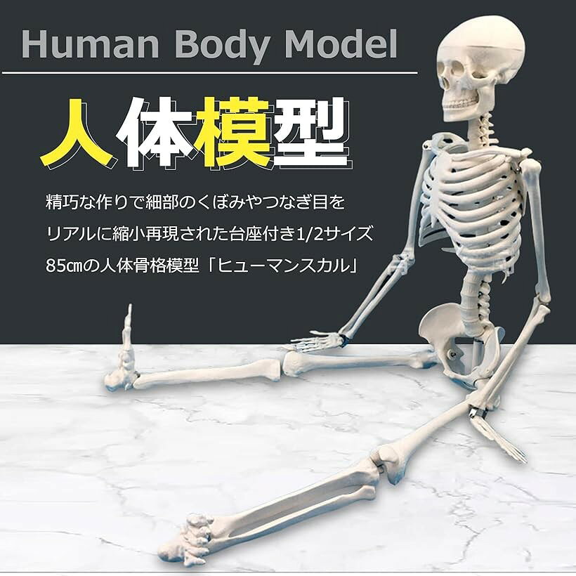 エムラインストアの人体模型 骨格標本 全身 直立型 関節可動 骸骨 教材 スタンド 85cm 台座付き｜アングル3