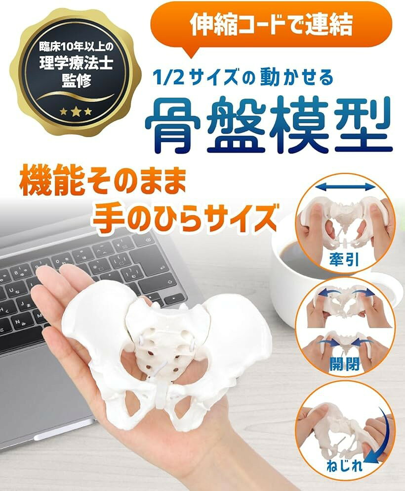 エムラインストアのミニサイズのグイッと動かせる骨盤模型 人体模型 骨模型 理学療法士監修 仙腸関節 伸縮コード 可動 女性 (1.ミニ(1/2)・骨盤のみ)｜アングル2