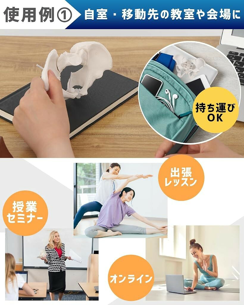エムラインストアのミニサイズのグイッと動かせる骨盤模型 人体模型 骨模型 理学療法士監修 仙腸関節 伸縮コード 可動 女性 (1.ミニ(1/2)・骨盤のみ)｜アングル3