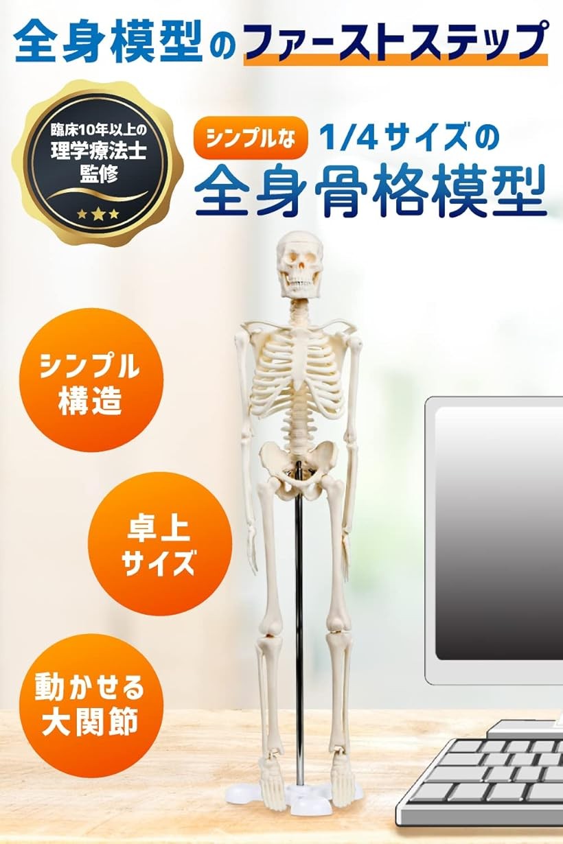 エムラインストアのシンプルな1/4サイズの全身骨格模型 人体模型 ミニ 理学療法士監修 骨格標本 骨模型 卓上サイズ 約45cm 動かせる大関節｜アングル2