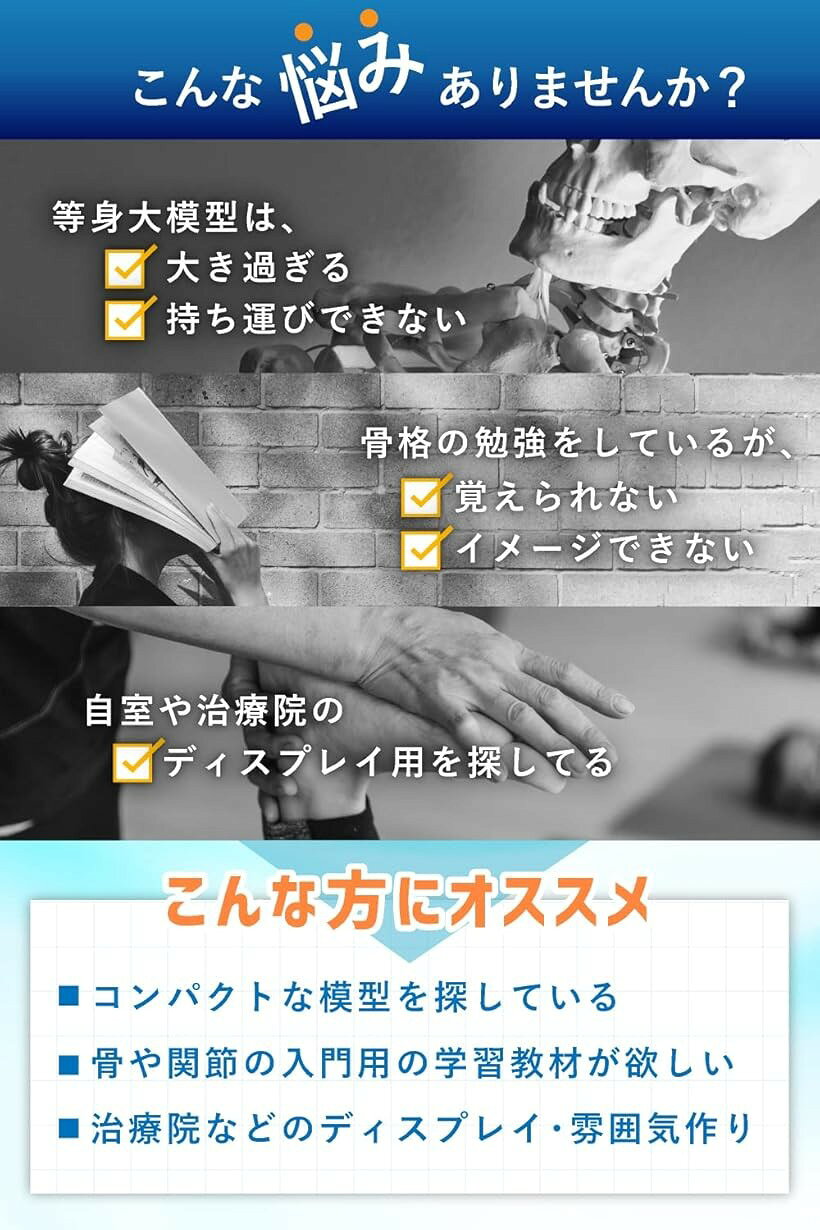 エムラインストアのシンプルな1/4サイズの全身骨格模型 人体模型 ミニ 理学療法士監修 骨格標本 骨模型 卓上サイズ 約45cm 動かせる大関節｜アングル3