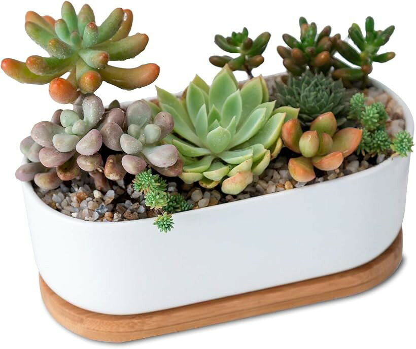 バリエーションコード : 2bj5igt8sg商品コード2bj5icsju5商品名植木鉢 多肉植物鉢 陶器鉢 プランター サボテン 多肉植物用 受け皿 トレイ付き 排水穴 通気性 園芸 インテリアブランドEINEYサイズ等楕円形＋受け皿「多肉植物との相性バッチリ」多肉植物の植え替えや育てるために便利な植木鉢です。サボテン、セダム、ゴールドモスなどの多肉植物との相性抜群です。上質な陶器に主張しすぎないホワイトカラーがインテリアとしても素敵です。「排水穴付き」本製品は「長方形＋受け皿付」「楕円形＋受け皿付」「長方形受け皿なし」の3種類をご用意しております。底穴も作られているので排水もでき通気性がよくカビが発生することはありません。「上質な素材」セラミック製の上質な素材から作られているので末永く愛用いただけます。光沢がある表面、質感が滑らかです。リビング、玄関、キッチン、お部屋、オフィス、サロン、仕事場、どの場所に置いても清潔感があり、おしゃれで落ち着いた雰囲気を作ってくれます。「商品詳細」陶器プランターサイズ：17x8.5x6cm（幅x奥行x高さ）受け皿サイズ：17.2x8.9x1.2cm（幅x奥行x高さ）材質：陶器セラミック・竹製　＊植物は、付属しません※ 他ネットショップでも併売しているため、ご注文後に在庫切れとなる場合があります。予めご了承ください。※ 品薄または希少等の理由により、参考価格よりも高い価格で販売されている場合があります。ご注文の際には必ず販売価格をご確認ください。※ 沖縄県、離島または一部地域の場合、別途送料の負担をお願いする場合があります。予めご了承ください。※ お使いのモニタにより写真の色が実際の商品の色と異なる場合や、イメージに差異が生じることがあります。予めご了承ください。※ 商品の詳細（カラー・数量・サイズ 等）については、ページ内の商品説明をご確認のうえ、ご注文ください。※ モバイル版・スマホ版ページでは、お使いの端末によっては一部の情報が表示されないことがあります。すべての記載情報をご確認するには、PC版ページをご覧ください。