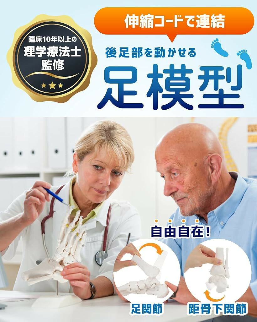 エムラインストアの足関節と距骨下関節を伸縮コードで自由に動かせる足骨模型 人体模型 PT監修 骨格標本 右足 足台付き 可動｜アングル2