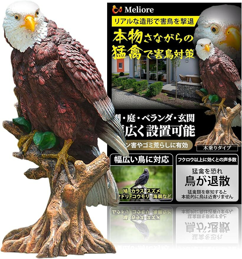 楽天市場】鳥 オブジェ 本物 鷲の通販