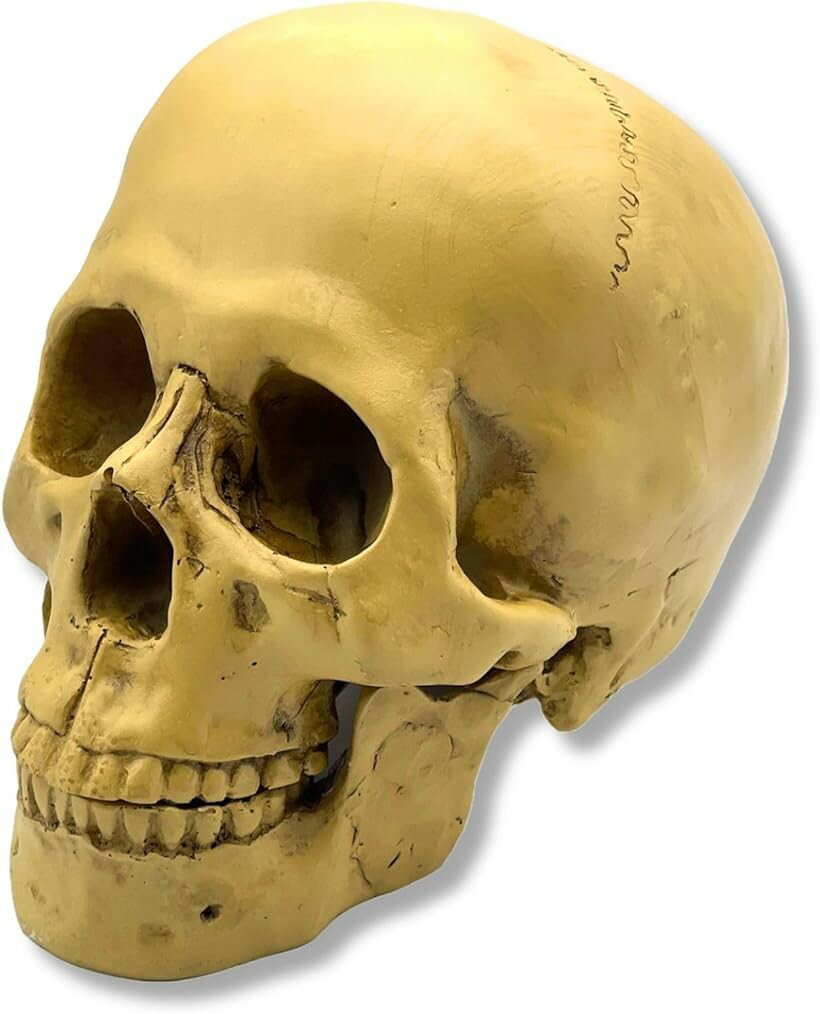 ガイコツ おもちゃ フィギュア ハロウィン 骸骨 ホラー インテリア リアル 人体 模型 ドクロ デッサン モデル スカル オブジェ 置物 (白, 大)