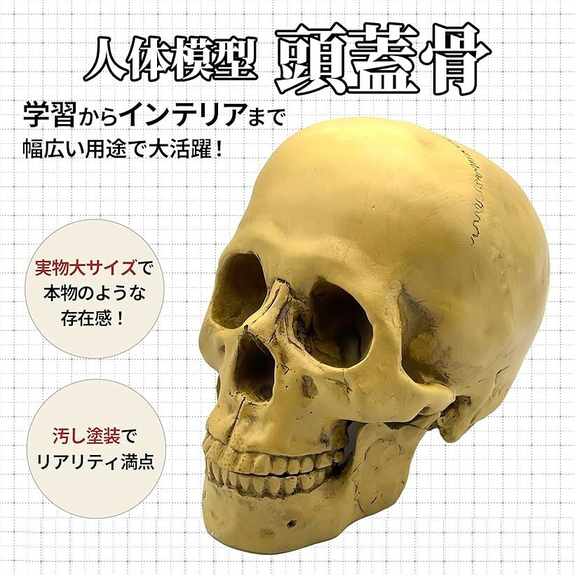 エムラインストアのガイコツ おもちゃ フィギュア ハロウィン 骸骨 ホラー インテリア リアル 人体 模型 ドクロ デッサン モデル スカル オブジェ 置物 (白, 大)｜アングル2