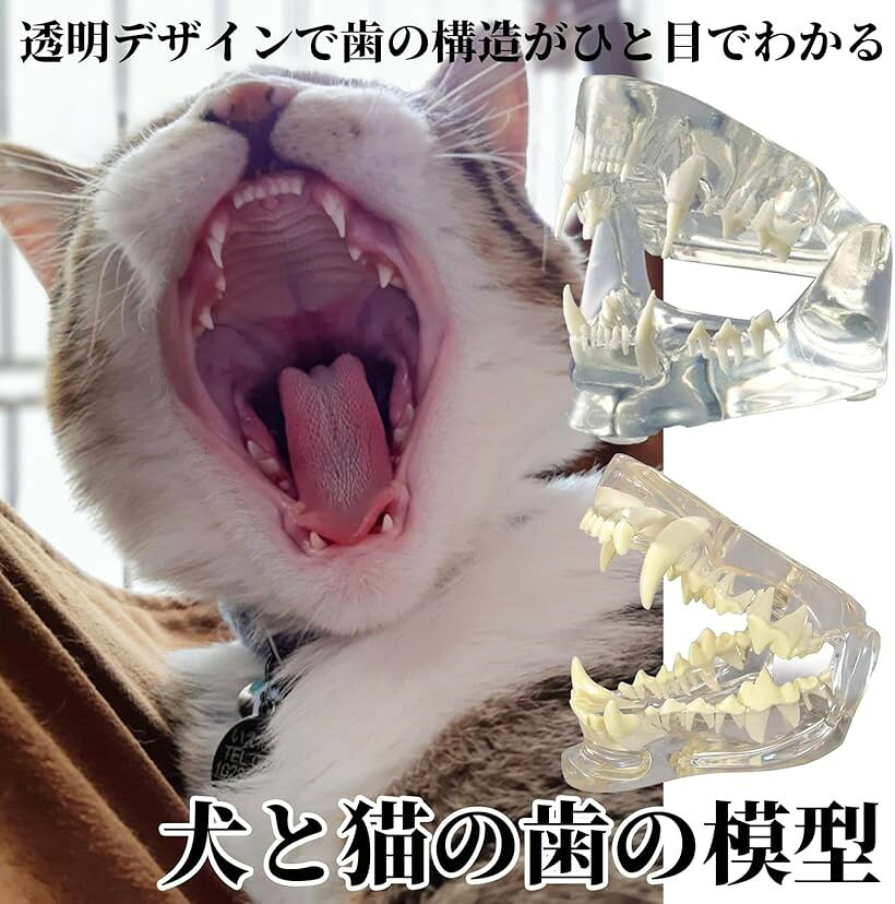 エムラインストアのプロ仕様 犬 猫 歯の模型 透明 ペット 口腔ケア 練習 動物病院 獣医 歯科 トリマー 獣医学 手術 指導用 (猫)｜アングル2