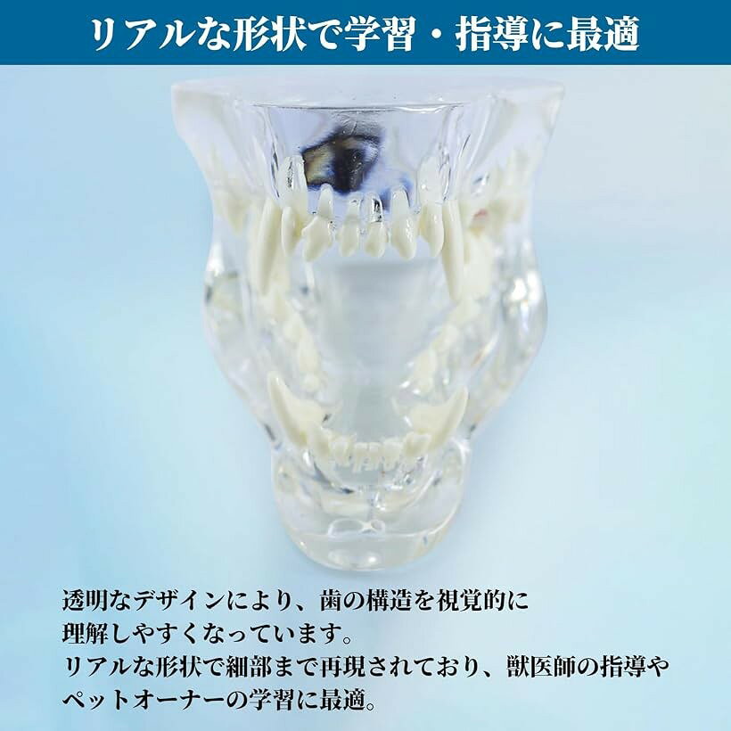 エムラインストアのプロ仕様 犬 猫 歯の模型 透明 ペット 口腔ケア 練習 動物病院 獣医 歯科 トリマー 獣医学 手術 指導用 (猫)｜アングル3