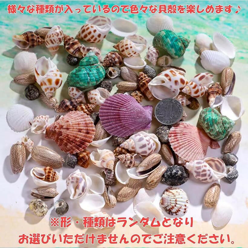 貝殻 ミックスセット ランダム 450g ハンドメイド 工作 DIY アクアリウム マリン デコ クラフト パーツ (大サイズ) mlinestore-10240359 エムラインストア サンプル画像3