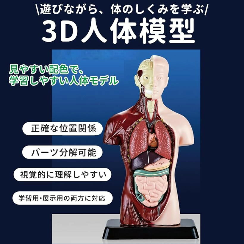 エムラインストアの人体模型 骸骨 骨模型 おもちゃ 骨格模型 人体パズル 理科学習 (クリア)｜アングル2
