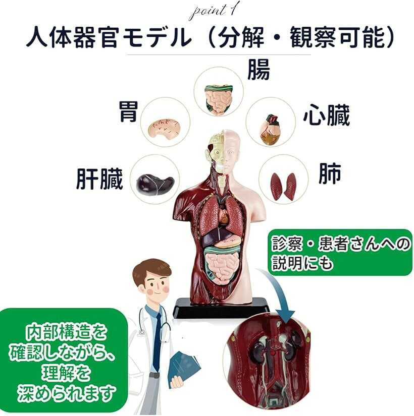 エムラインストアの人体模型 骸骨 骨模型 おもちゃ 骨格模型 人体パズル 理科学習 (クリア)｜アングル3