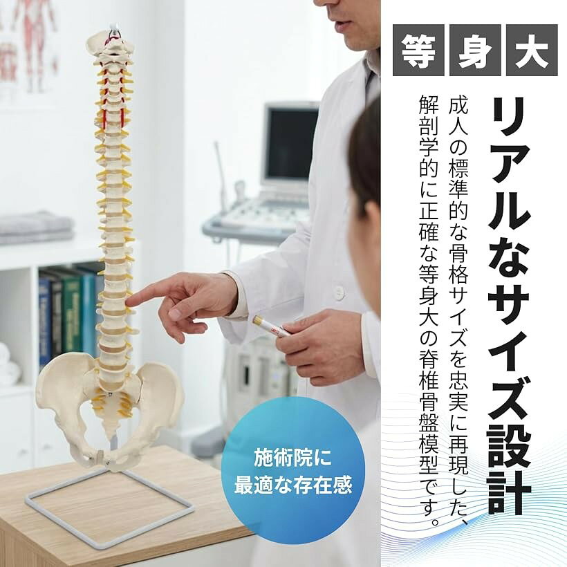 エムラインストアの脊椎模型 可動式 88cm 骨盤 神経根 椎間板 椎骨動脈 スタンド付き｜アングル3