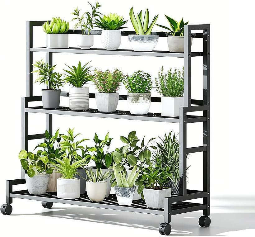 【町田市　取引限定】観葉植物ラックと、観葉植物　100cm✖️100cm 町田市 取引限定】観葉植物ラックと、観葉植物 100cm✖️100cm 観葉
