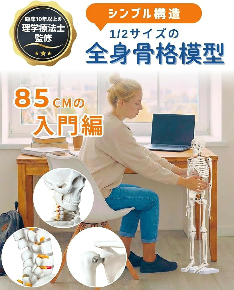 エムラインストアのリアルで再現性の高い1/2サイズの全身骨格模型 人体模型 骨模型 理学療法士監修 約85cm 骨格標本 骨格モデル 動かせる大関節 (シンプルモデル)｜アングル2