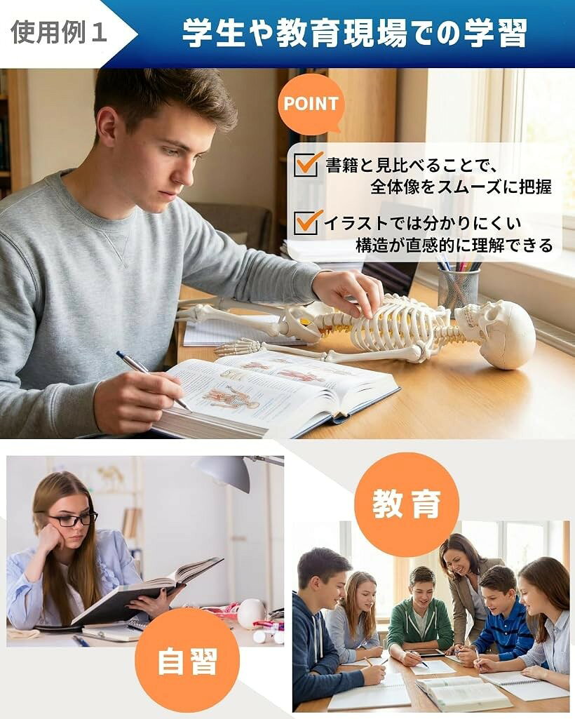 エムラインストアのリアルで再現性の高い1/2サイズの全身骨格模型 人体模型 骨模型 理学療法士監修 約85cm 骨格標本 骨格モデル 動かせる大関節 (シンプルモデル)｜アングル3