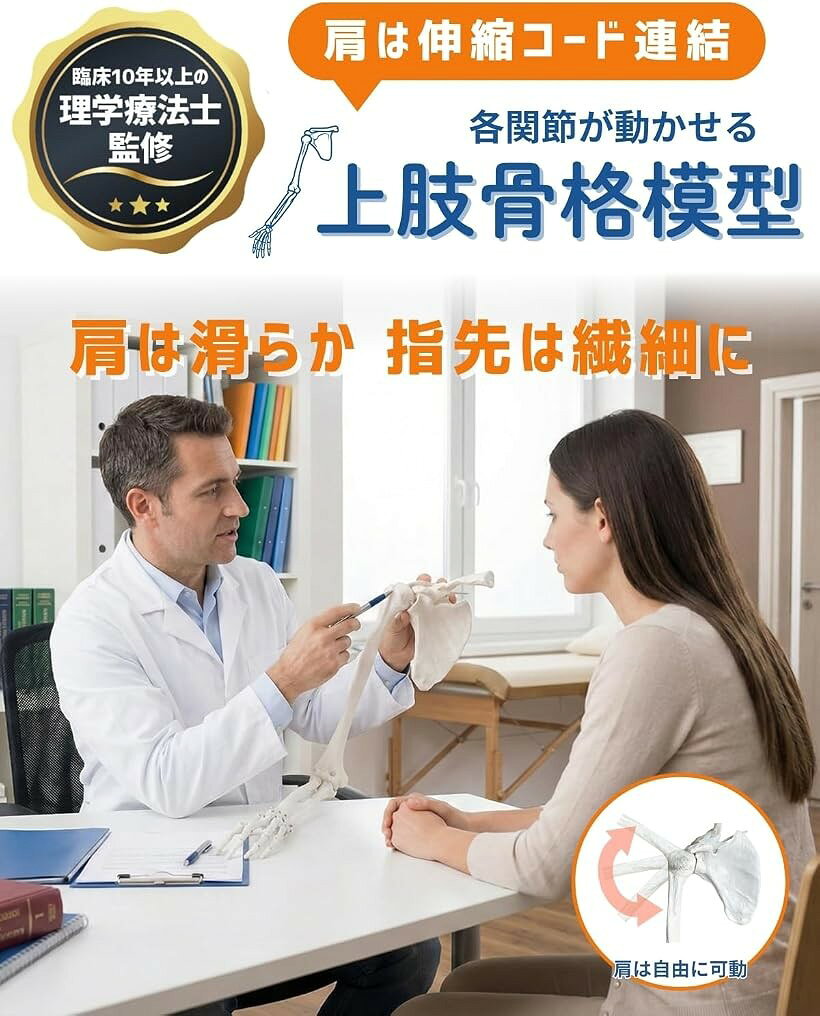 エムラインストアの肩甲骨付き上肢骨格模型 等身大 人体模型 骨模型 理学療法士監修 右腕 肩関節は伸縮コード連結 患者説明 学習用｜アングル2