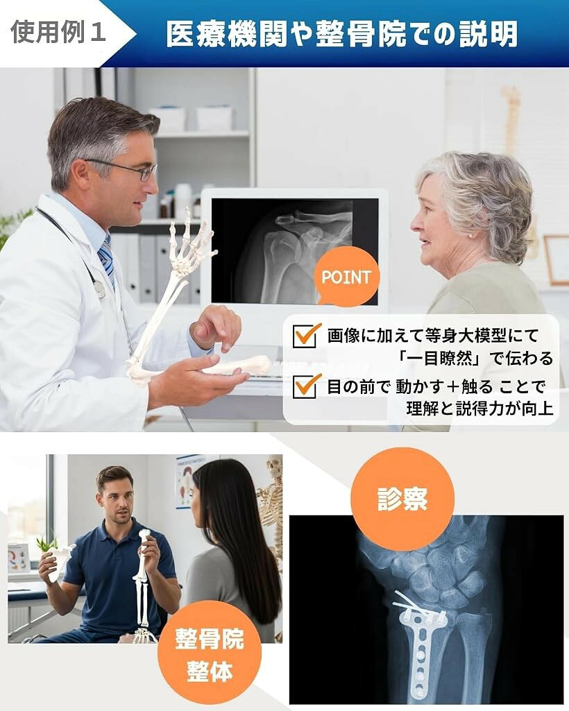 エムラインストアの肩甲骨付き上肢骨格模型 等身大 人体模型 骨模型 理学療法士監修 右腕 肩関節は伸縮コード連結 患者説明 学習用｜アングル3