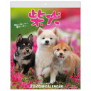 2026 Calendar 森田米雄 まるごと柴犬 壁掛けカレンダー2026年 スケジュール いぬ アクティブコーポレーション 動物写真 書き込み インテリア 令和8年暦 マシュマロポップ