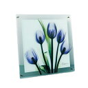 ガラスアート X RAY チューリップイマジン Mサイズ フラワー アート お洒落 フォト インテリア 雑貨 取寄品 マシュマロポップ