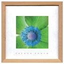 French Photography Anemone invert フレンチフォトグラフィー 写真 アート 美工社 ZFP-51898 額付き インテリア 取寄品 マシュマロポップ