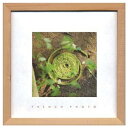 French Photography Green Snake フレンチフォトグラフィー 写真 アート 美工社 ZFP-51909 額付き インテリア 取寄品 マシュマロポップ