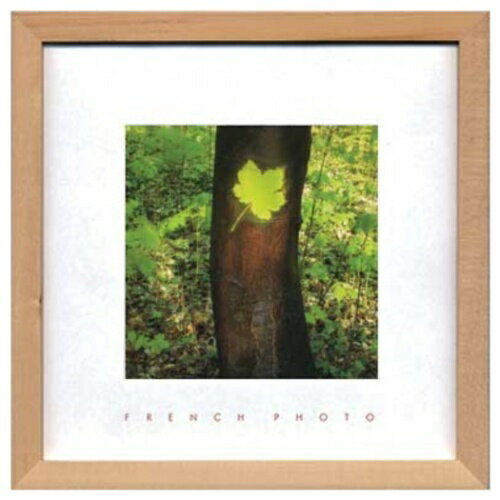 French Photography Maple leaf եեȥե ̿   ZFP-51914 դ ...