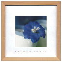 French Photography Delphinium elatum フレンチフォトグラフィー 写真 アート 美工社 ZFP-51918 額付き インテリア 取寄品 マシュマロポップ