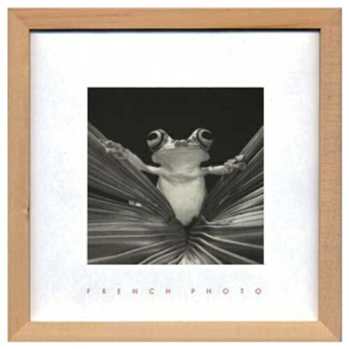 French Photography Tree Frog Queen եեȥե ̿   ZFP-51922 ...