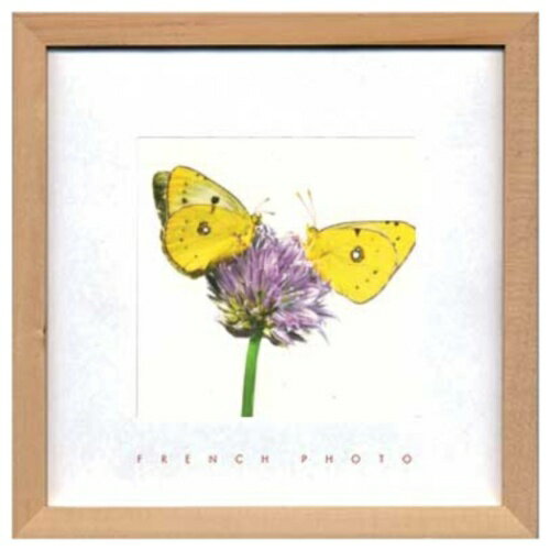 French Photography Yellow Butterflies եեȥե ̿   ZFP-5192...